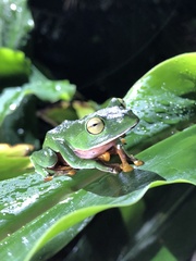 Zhangixalus aurantiventris
