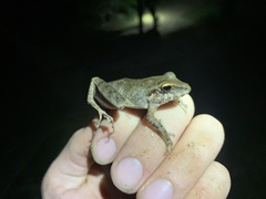 Pristimantis fenestratus