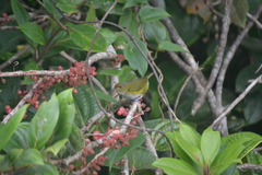 Euphonia anneae