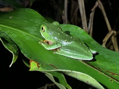 Zhangixalus aurantiventris