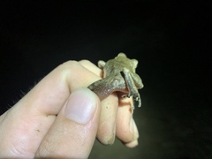 Pristimantis fenestratus