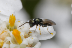 Chalcidoidea