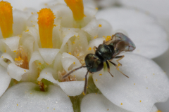 Chalcidoidea