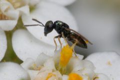 Chalcidoidea