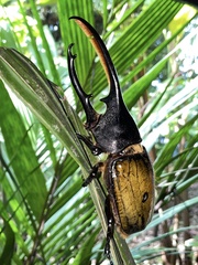 Dynastes septentrionalis