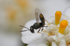 Chalcidoidea