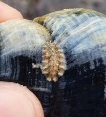 Acanthochitona fascicularis