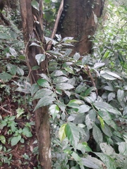 Begonia fruticosa