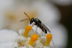 Chalcidoidea