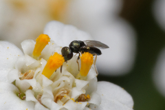 Chalcidoidea