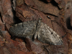 Eupithecia indigata