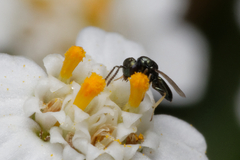 Chalcidoidea