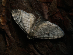 Eupithecia indigata