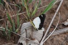 Belenois creona creona