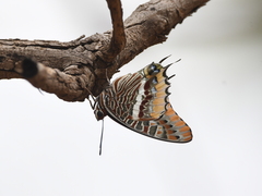 Charaxes epijasius