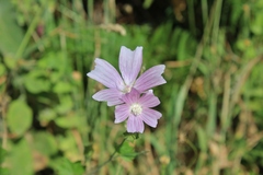 Malva hispanica