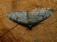 Eupithecia indigata