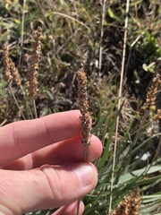 Plantago alpina