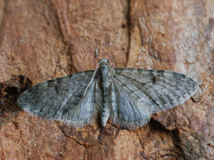 Eupithecia indigata