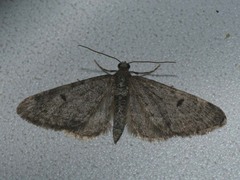 Eupithecia indigata