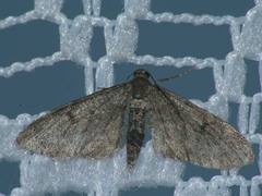 Eupithecia indigata