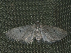 Eupithecia indigata