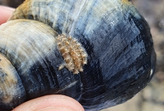 Acanthochitona fascicularis