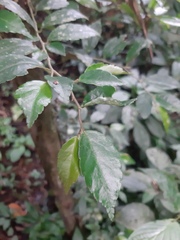 Begonia fruticosa