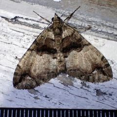Hydriomena albifasciata