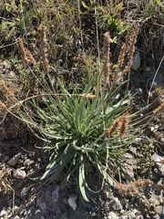 Plantago alpina