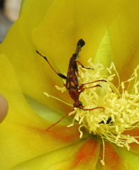 Strangalia virilis