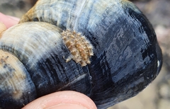 Acanthochitona fascicularis