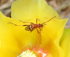 Strangalia virilis