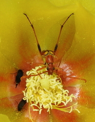 Strangalia virilis