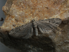 Eupithecia innotata