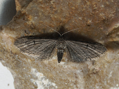 Eupithecia innotata