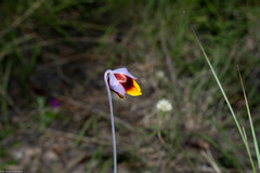 Calochortus barbatus