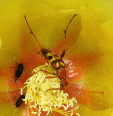 Strangalia virilis
