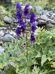 Aconitum firmum