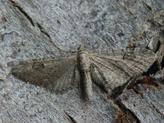 Eupithecia innotata