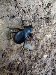 Blaps lusitanica