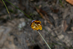 Calochortus barbatus