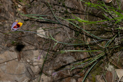 Calochortus barbatus