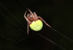 Araneus apricus