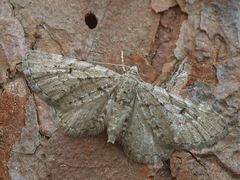 Eupithecia intricata