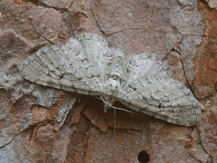 Eupithecia intricata