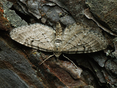 Eupithecia intricata