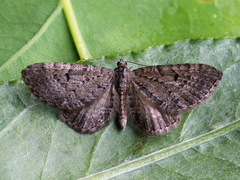 Eupithecia intricata
