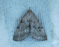 Zanclognatha dentata