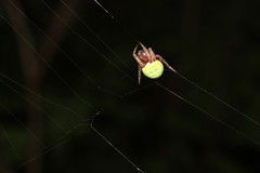 Araneus apricus